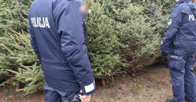 Kupuj choinki z legalnego źródła i chroń nasze lasy